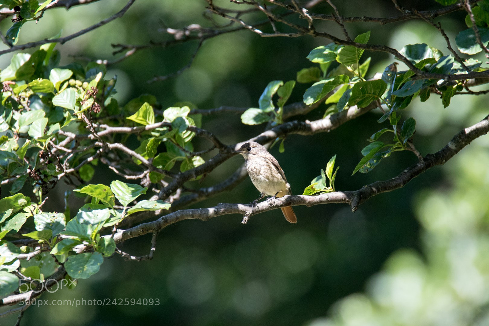 Canon EOS 7D Mark II sample photo. Phoenicurus phoenicurus photography