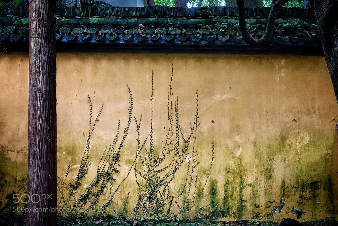Sony Cyber-shot DSC-RX100 III sample photo. Grass on wall, nathing photography
