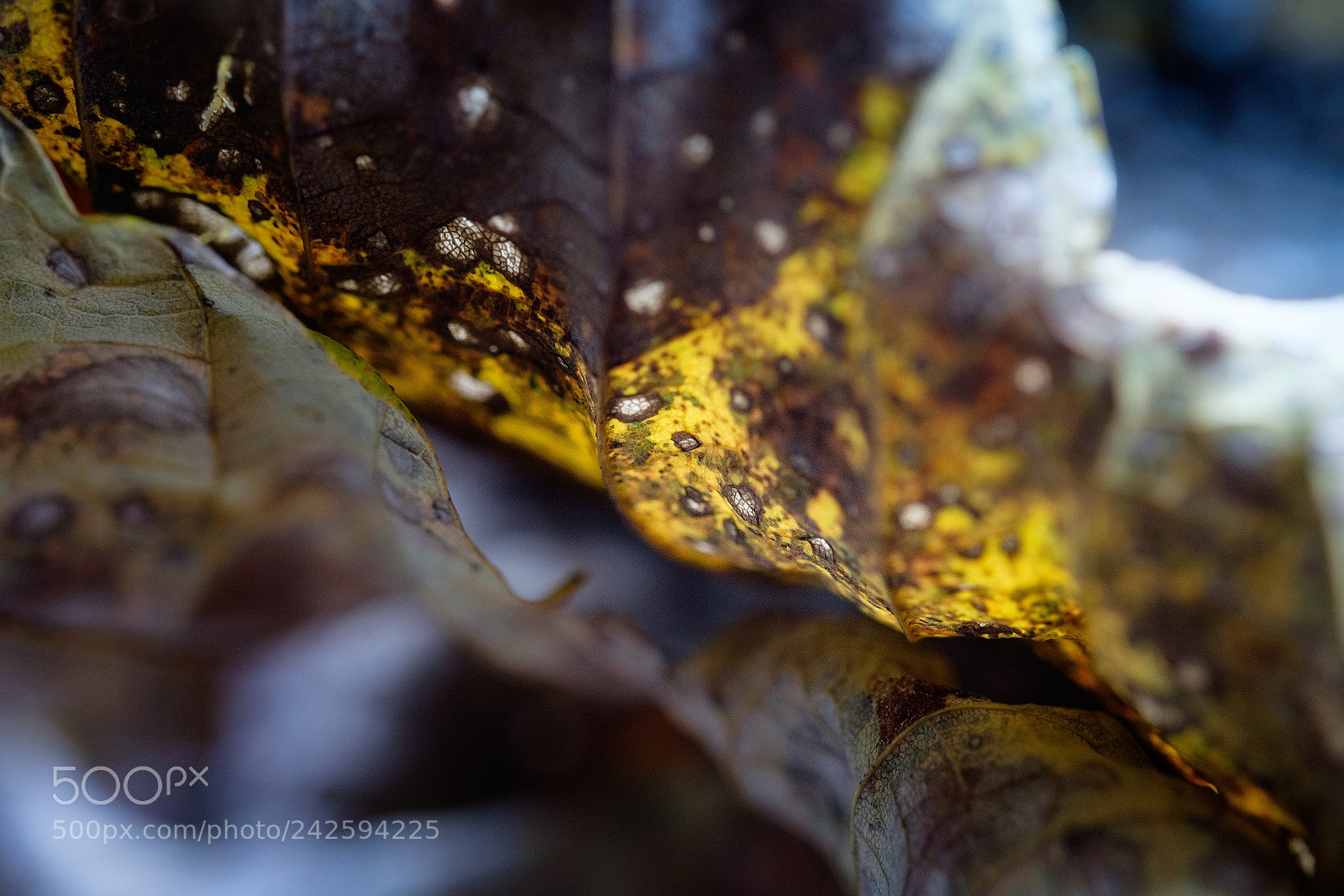 Fujifilm X-T1 sample photo. Leaves drying on my photography