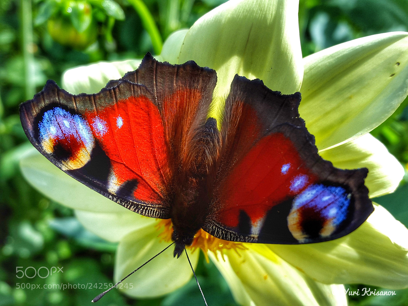Samsung Galaxy Alpha sample photo. Butterfly peacock eye photography
