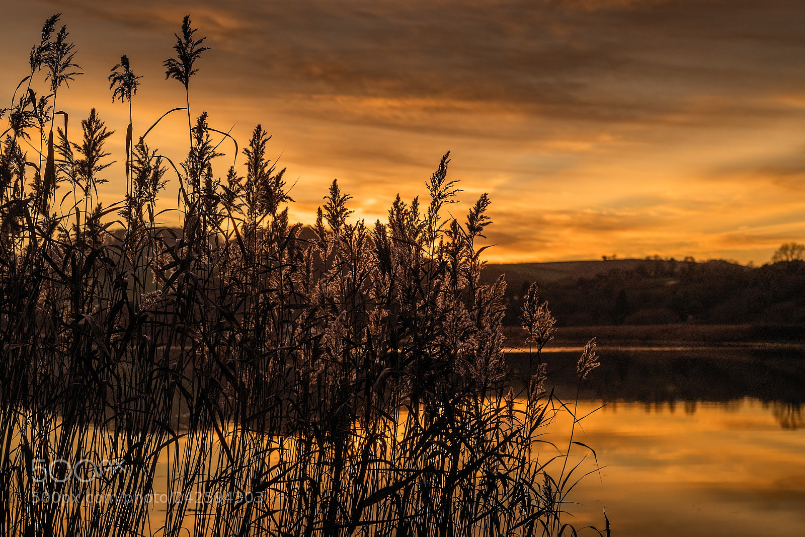 Fujifilm X-T1 sample photo. Backlit reeds at my photography