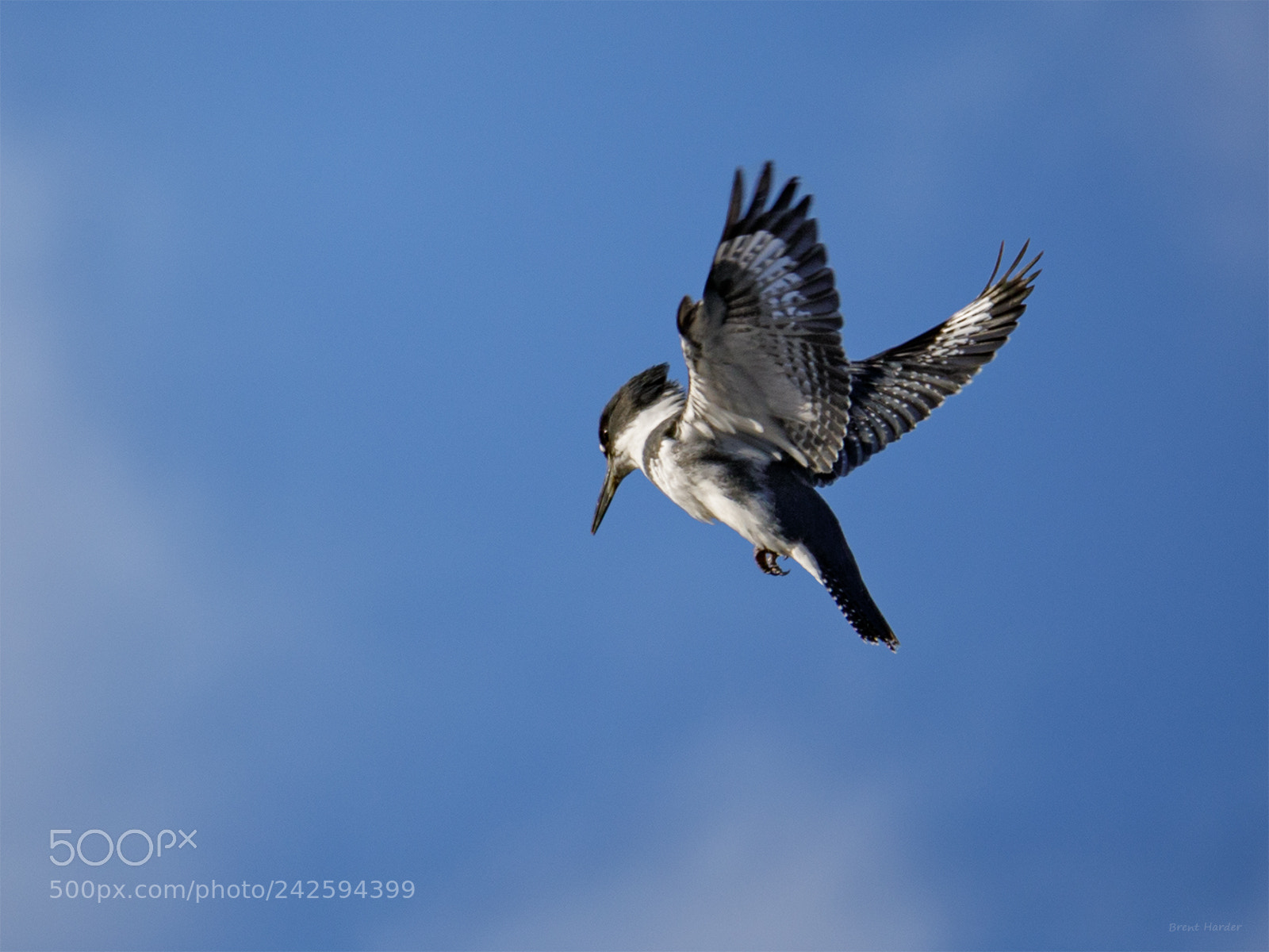 Canon EOS sample photo. Hovering photography