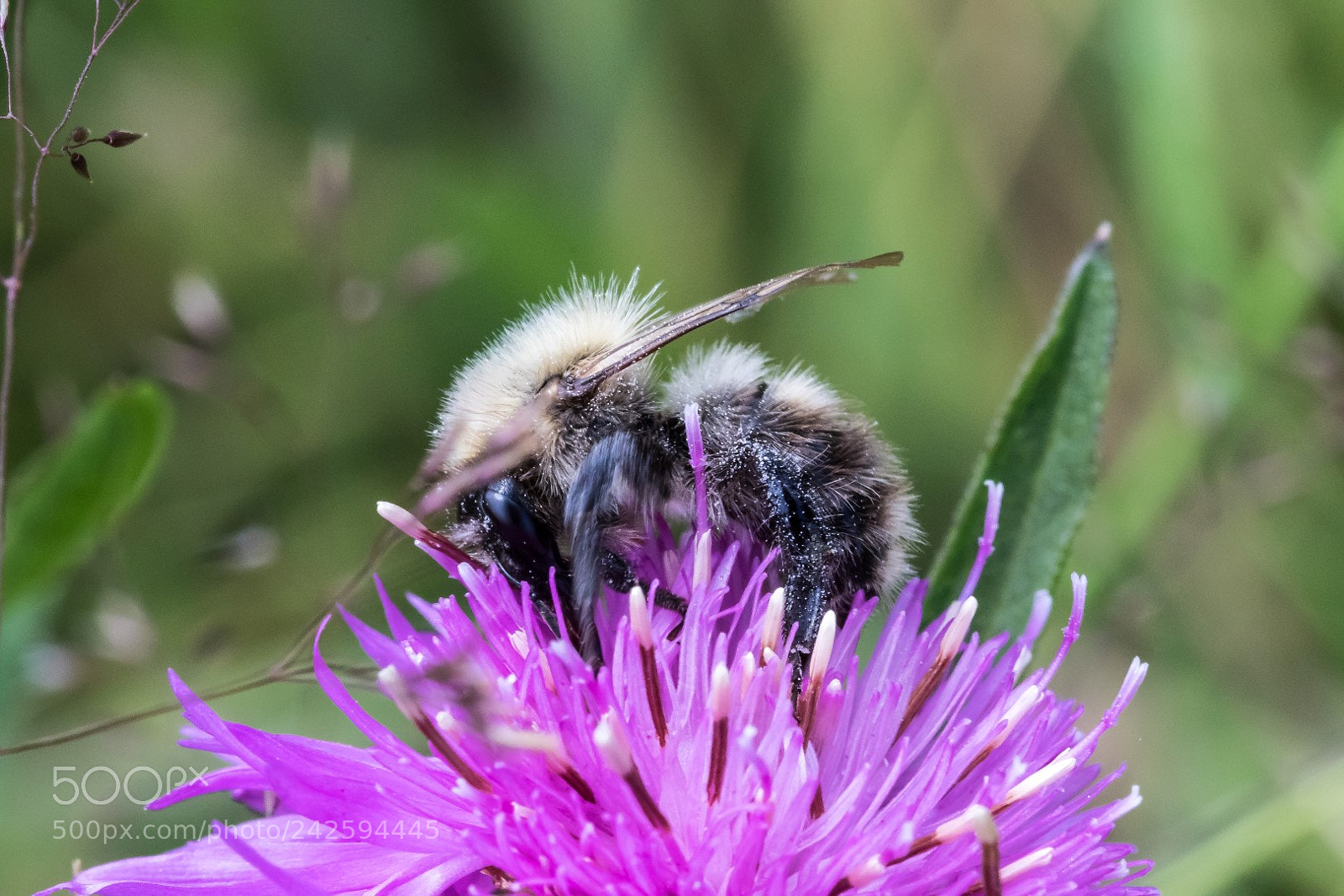 Canon EOS 7D Mark II sample photo. Bombus veteranus photography