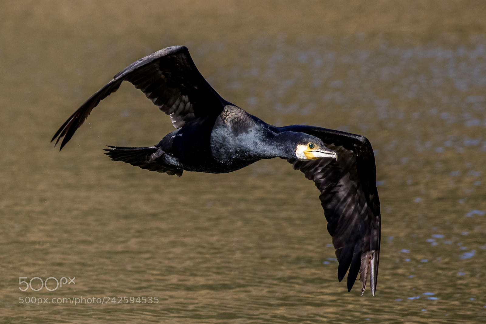 Canon EOS 7D Mark II sample photo. Black flight photography