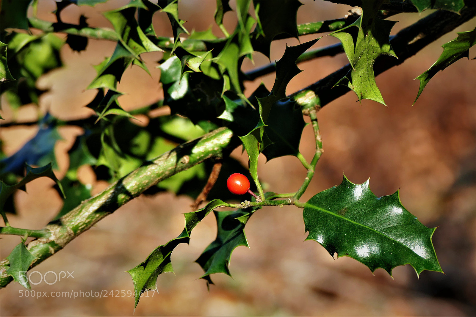Panasonic Lumix DMC-FZ1000 sample photo. Mistletoe 2 photography