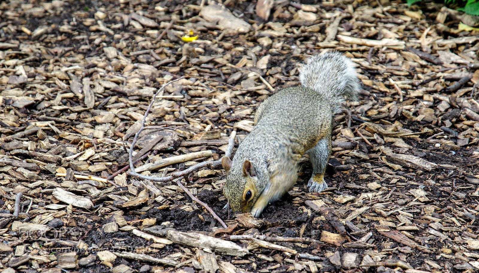Pentax K-3 II sample photo. Diging fo food ? photography