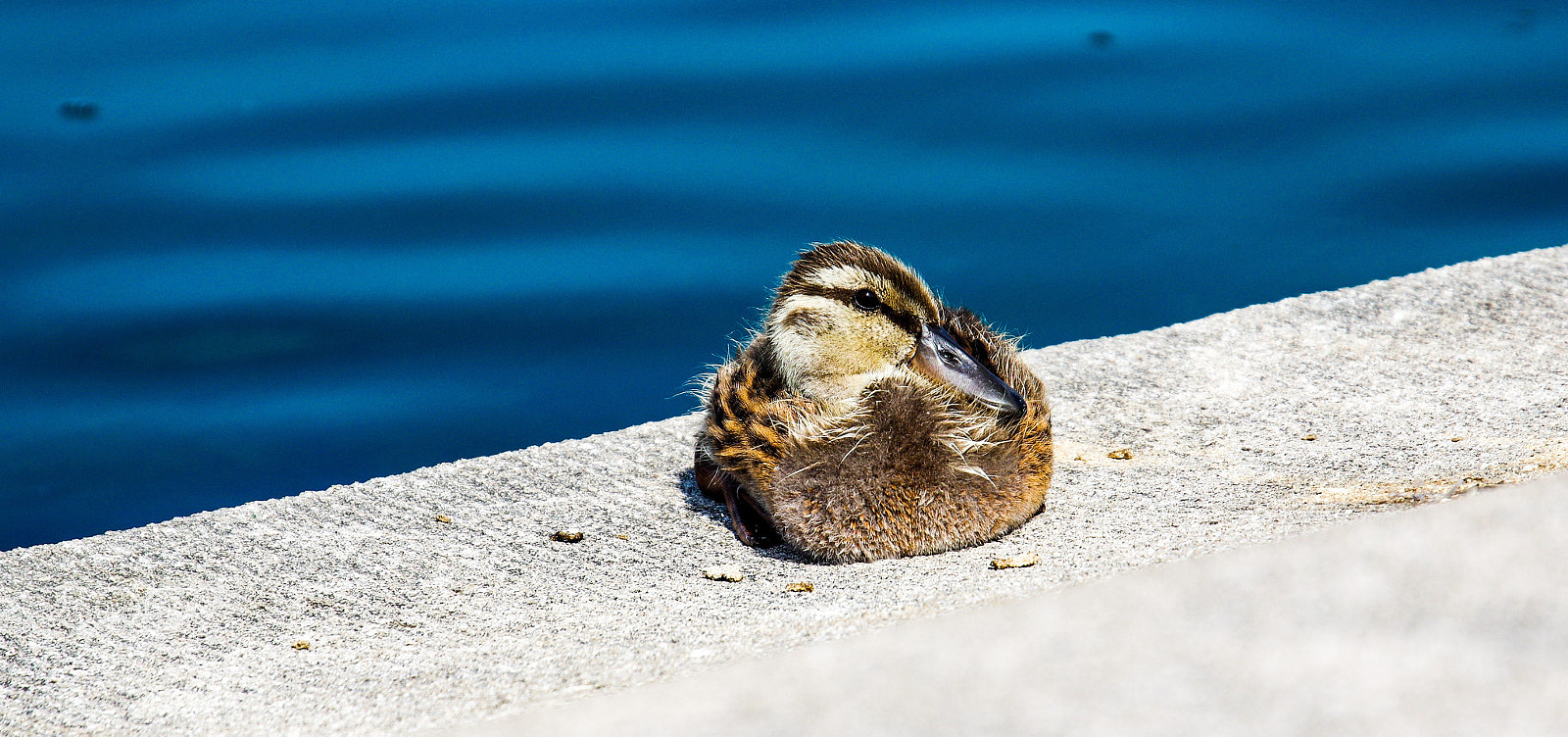 Pentax K-3 II sample photo. Lazy but cozy photography