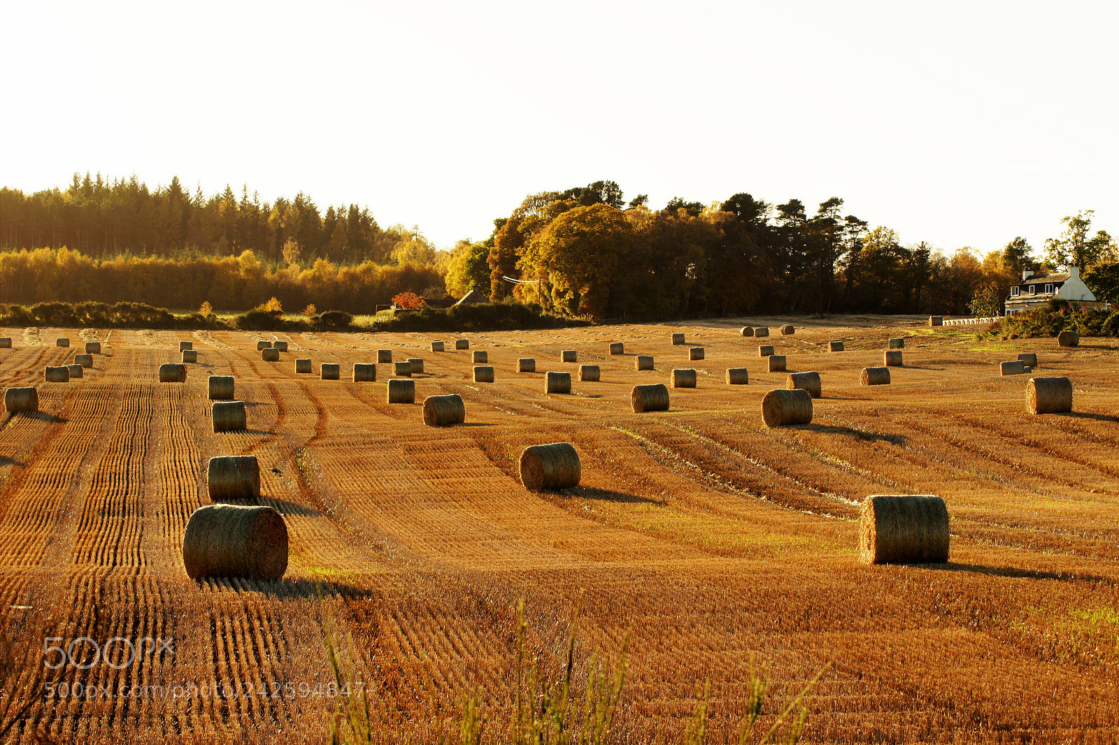 Sony Alpha DSLR-A450 sample photo. Black isle photography