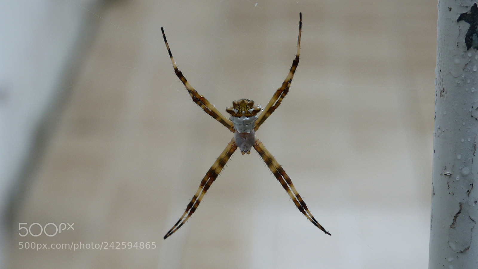Panasonic Lumix DMC-FZ40 (Lumix DMC-FZ45) sample photo. Spider photography