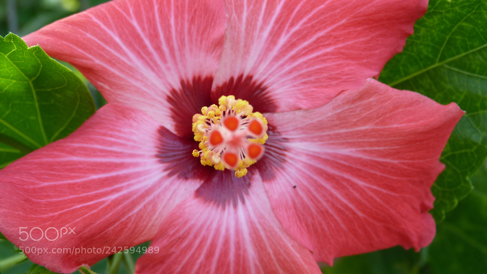 Panasonic Lumix DMC-FZ40 (Lumix DMC-FZ45) sample photo. Hibiscus photography