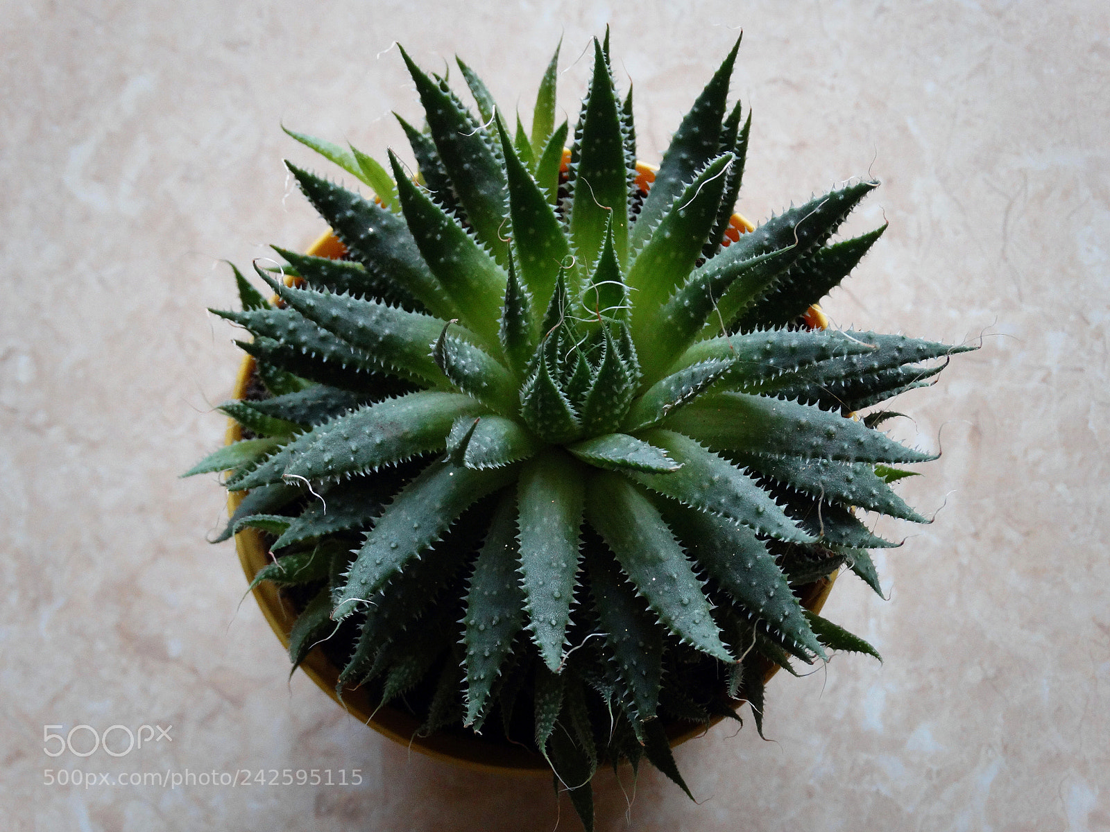 Sony Cyber-shot DSC-HX300 sample photo. Plant photography