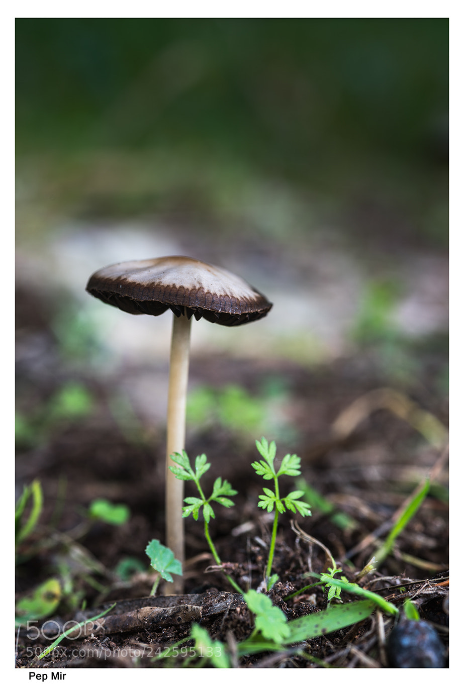 Sony a99 II sample photo. Seta photography