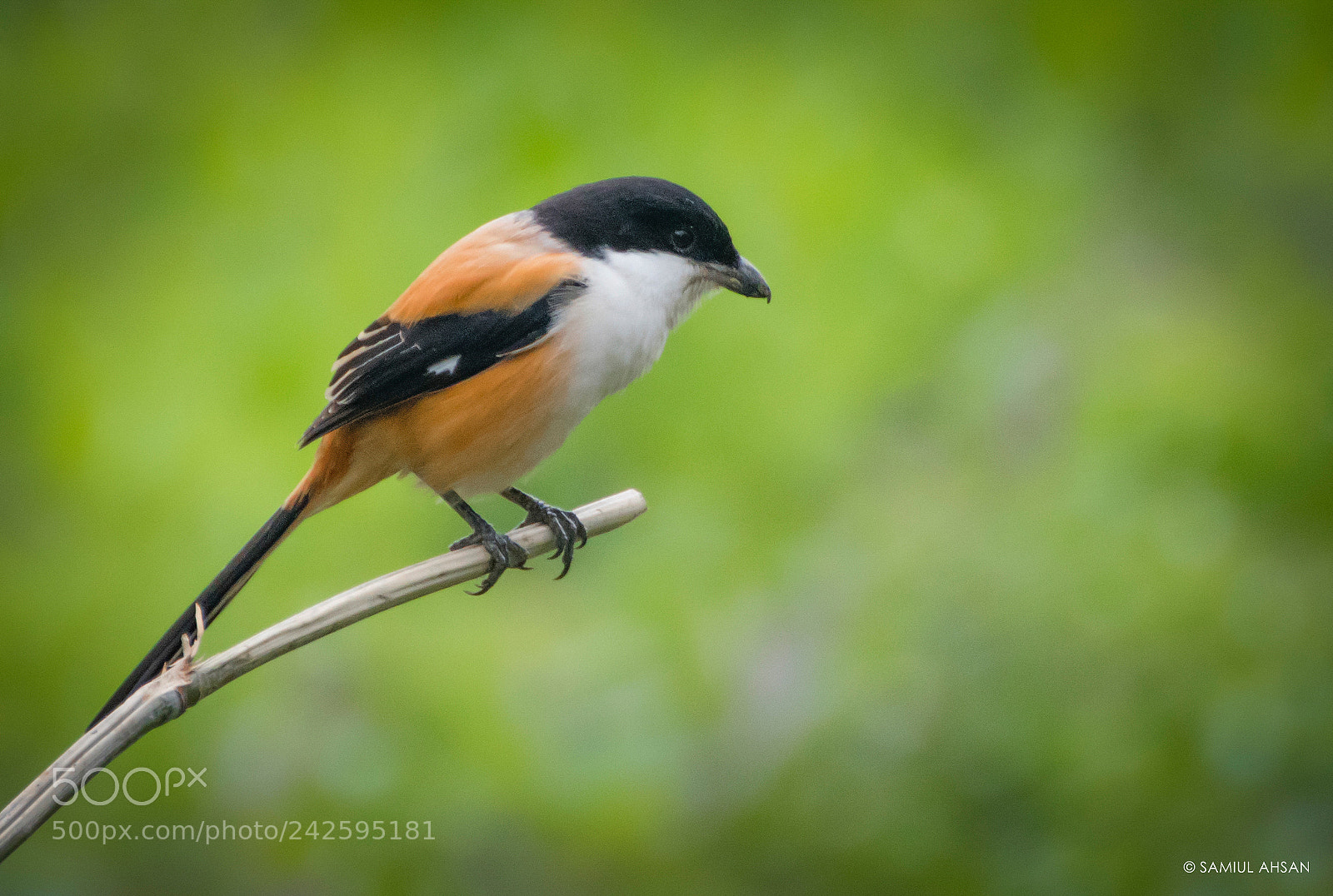 Nikon D5500 sample photo. Long-tailed shrike // ল্যাঞ্জা লাটোরা photography
