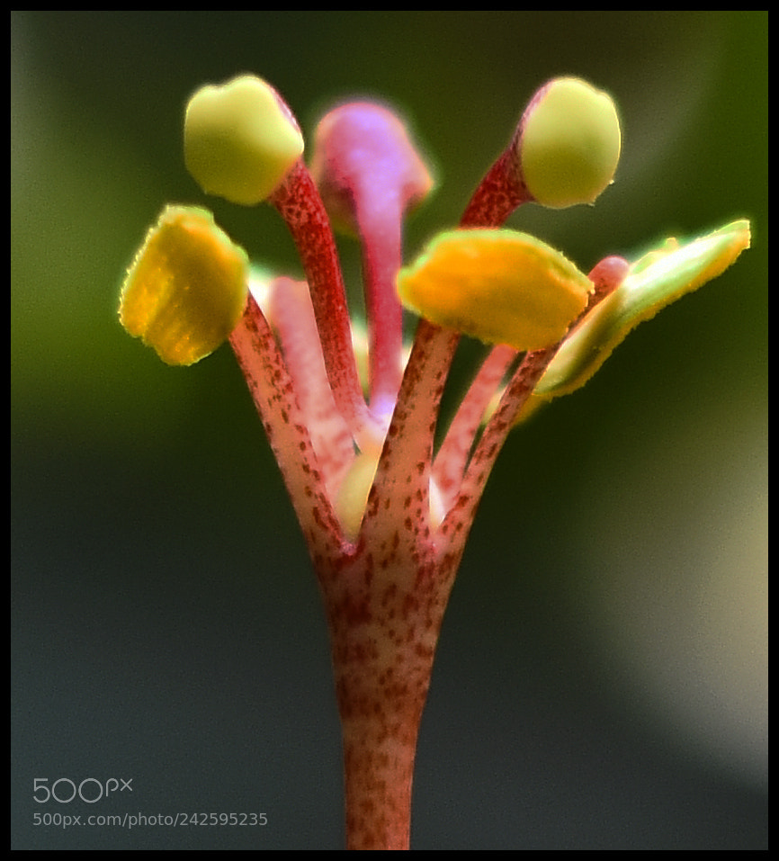 Nikon D810 sample photo. Close up - flower photography