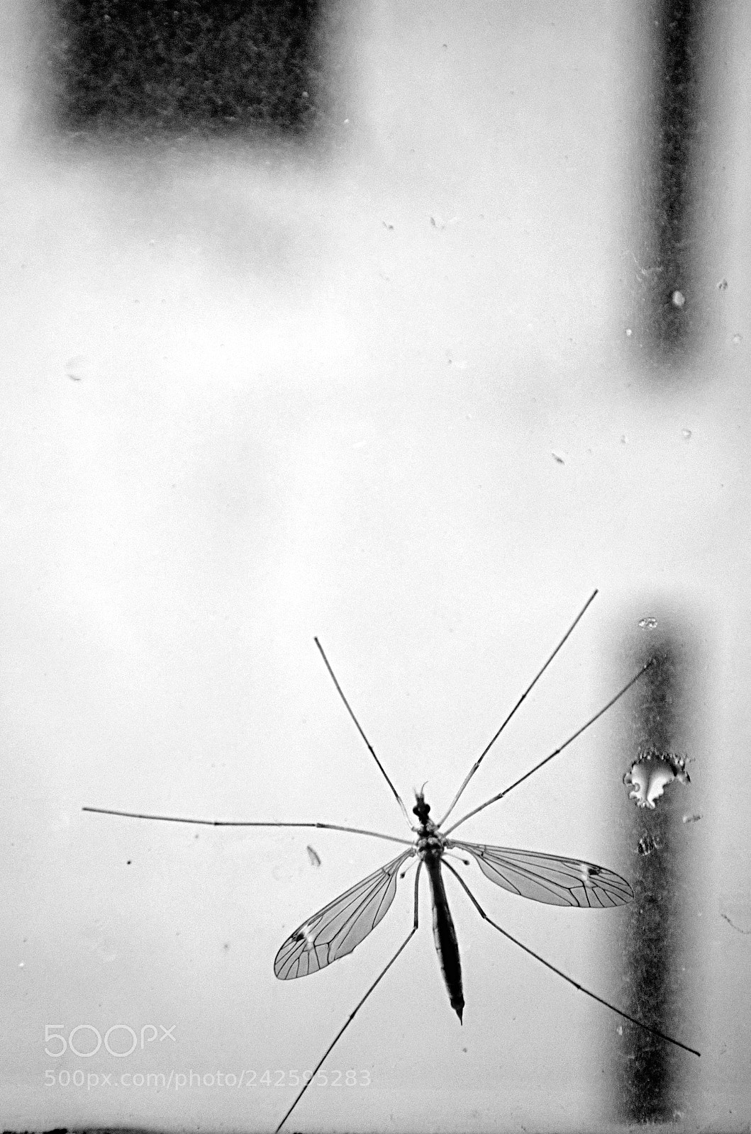 Nikon D5100 sample photo. Komarac photography