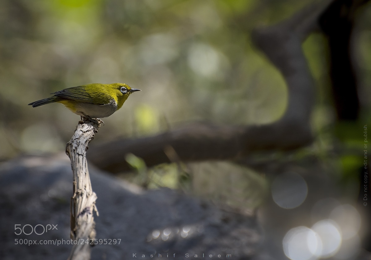Nikon D7200 sample photo. An oriental white eye photography