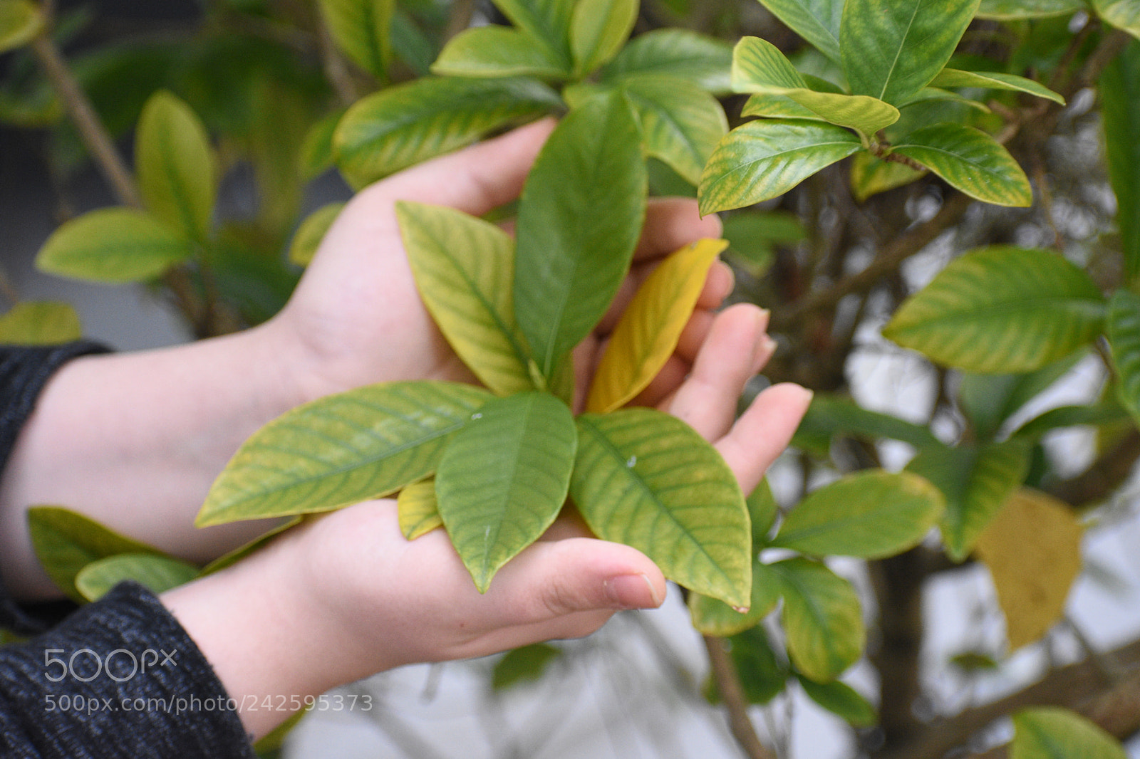 Nikon D3400 sample photo. Hands holding flower naturally photography