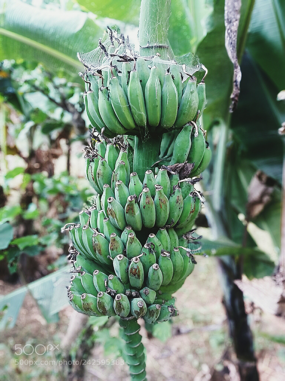 Samsung Galaxy J5 sample photo. Processed with vsco with photography