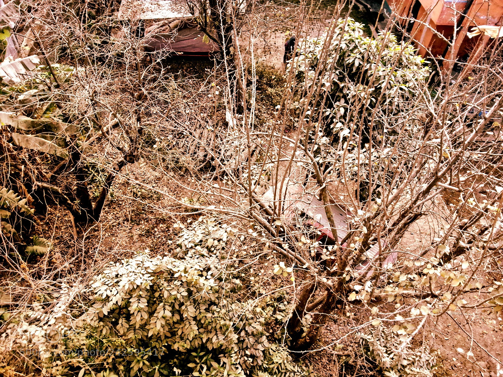 Samsung Galaxy Note2 sample photo. Branches photography
