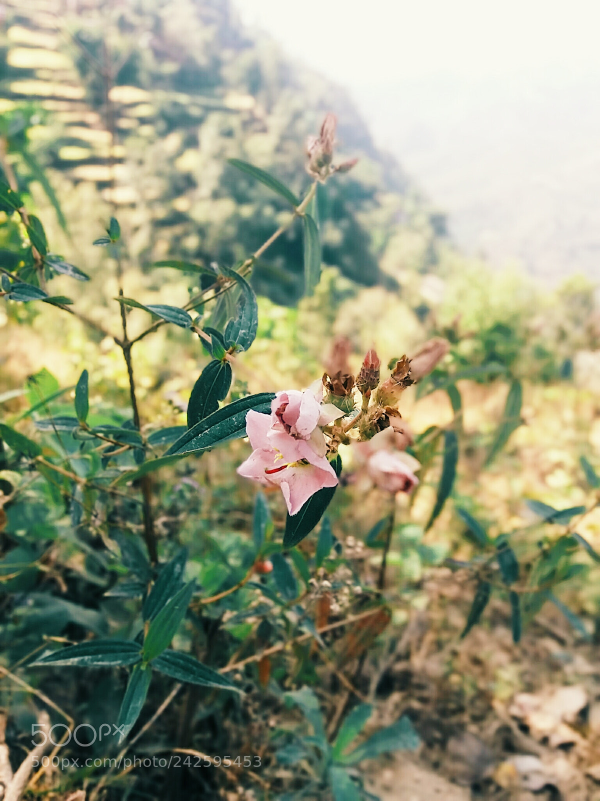 Samsung Galaxy J5 sample photo. Processed with vsco with photography