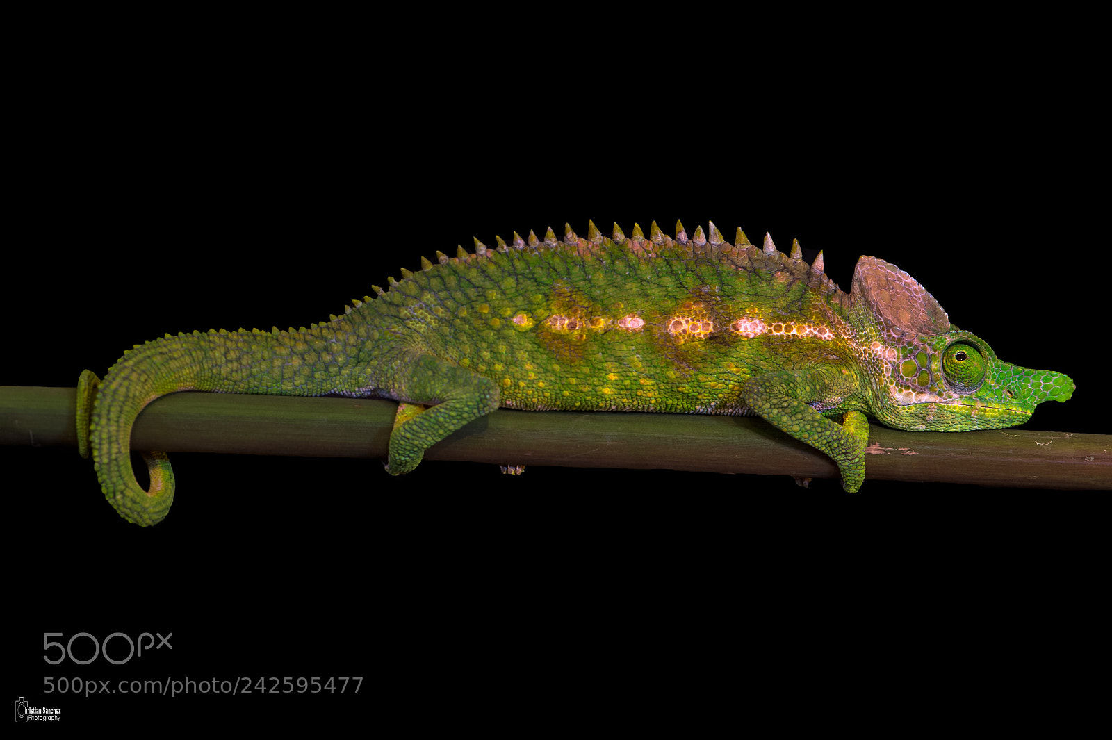 Nikon D4 sample photo. Paddle-nosed labord's chameleon photography
