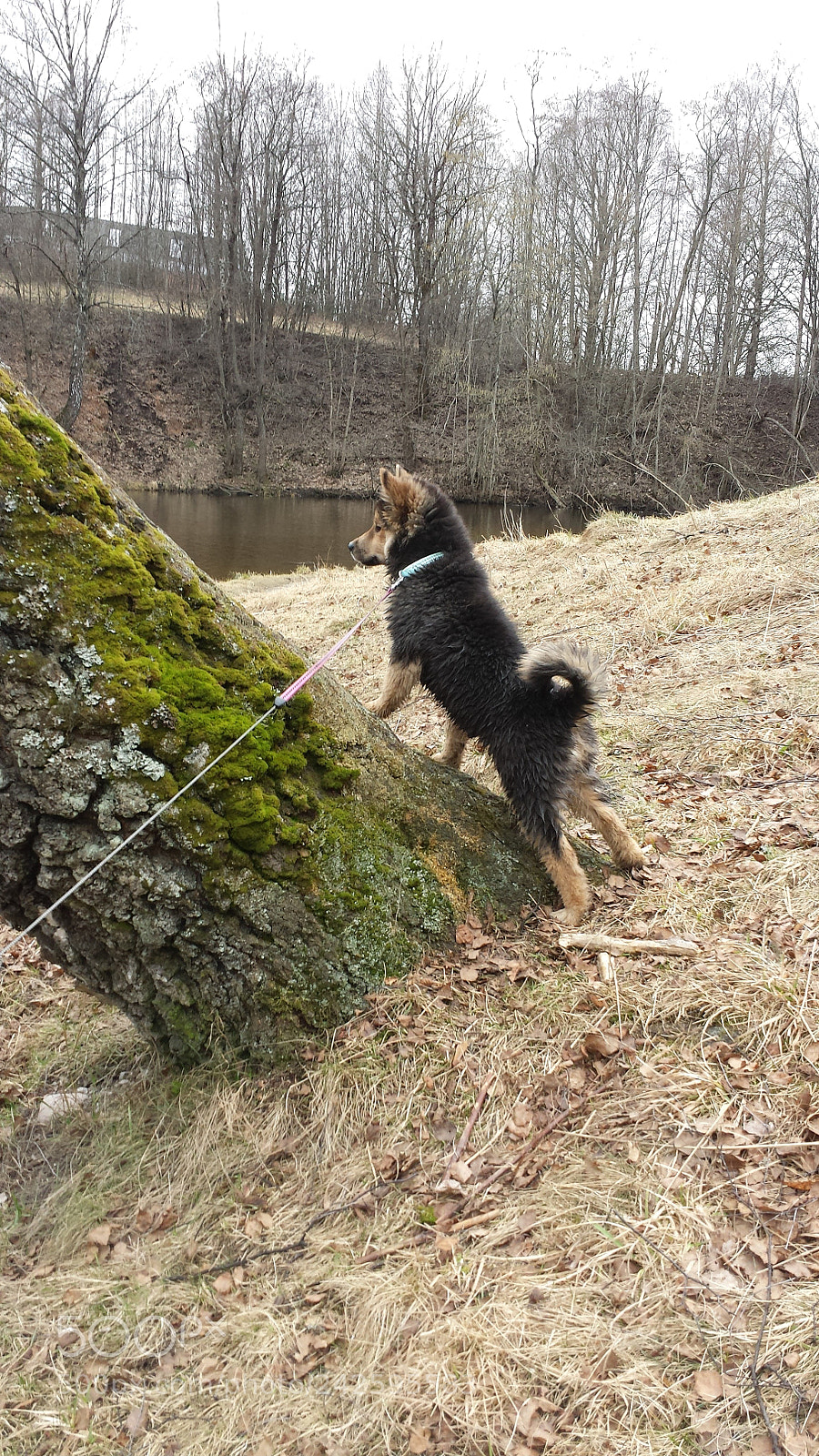 Samsung Galaxy S4 sample photo. Dog, love, puppie, lexie photography