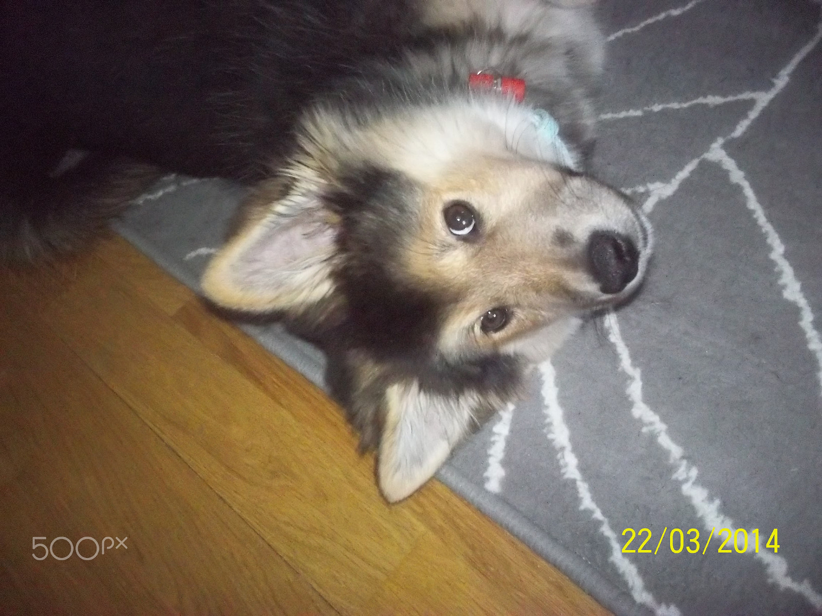 Kodak EASYSHARE SPORT CAMERA, C123 sample photo. Dog, love, puppie, lexie photography