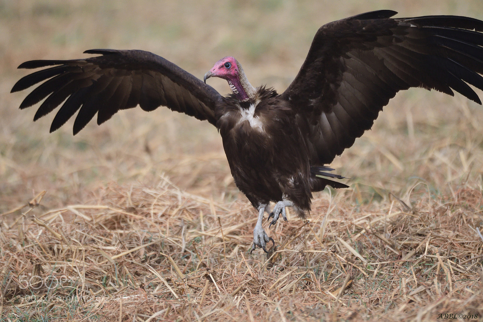 Nikon D500 sample photo. Lappet faced vulture in photography