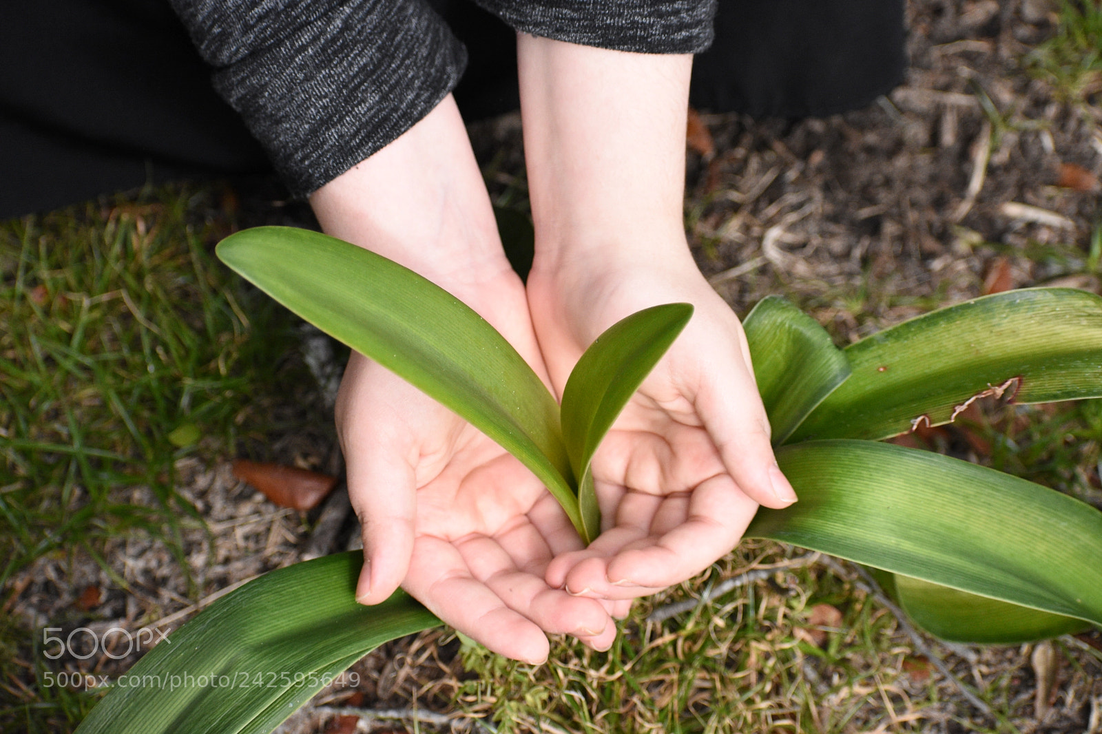 Nikon D3400 sample photo. Beautiful blossoming flower held photography