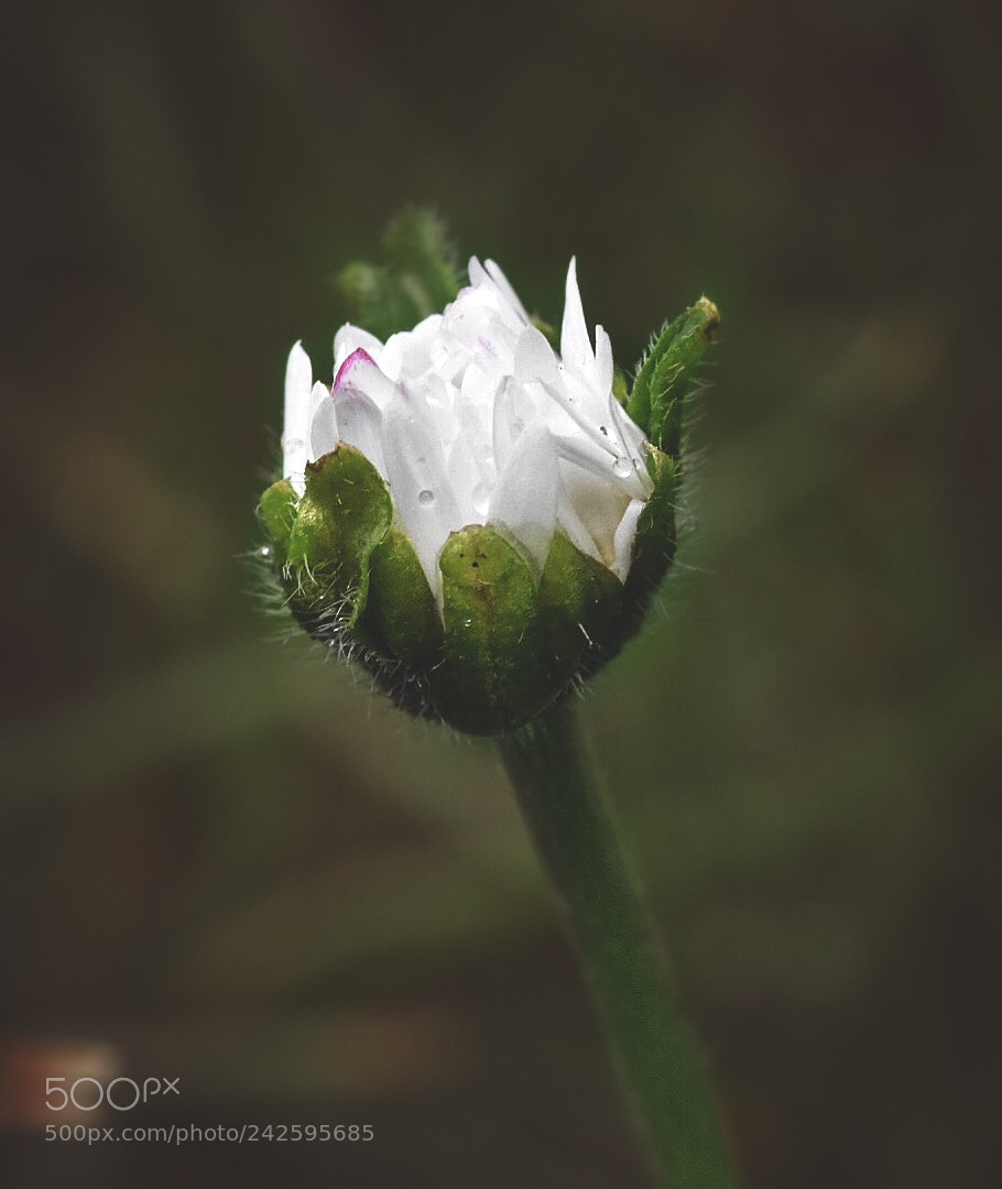 Nikon D5600 sample photo. Moody daisy photography