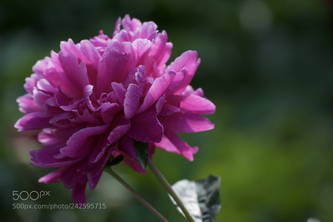Nikon D700 sample photo. 红…… photography
