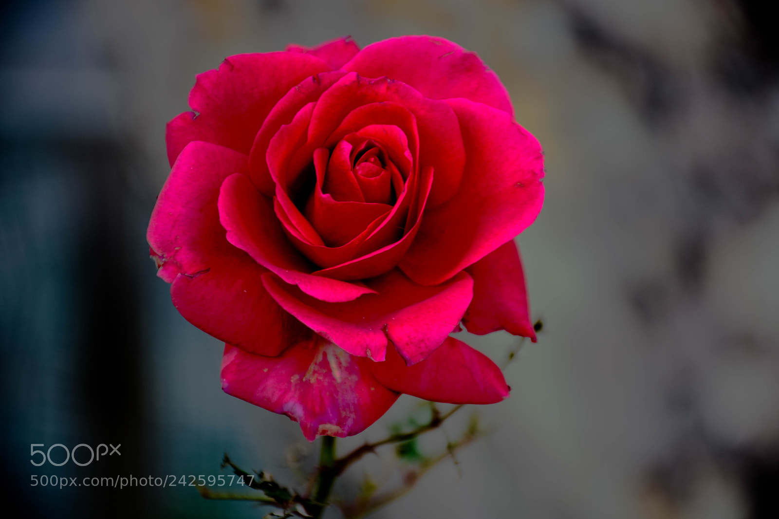 Nikon D7200 sample photo. Rose with a blemish photography