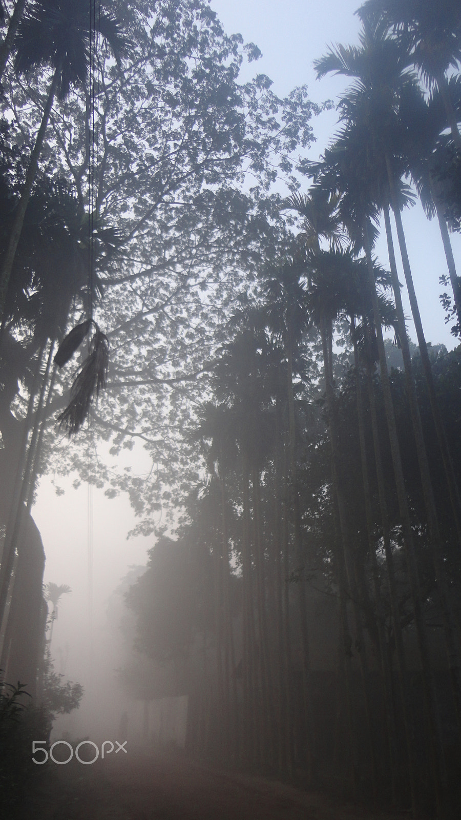 Sony Cyber-shot DSC-W570 sample photo. Foggy morning photography