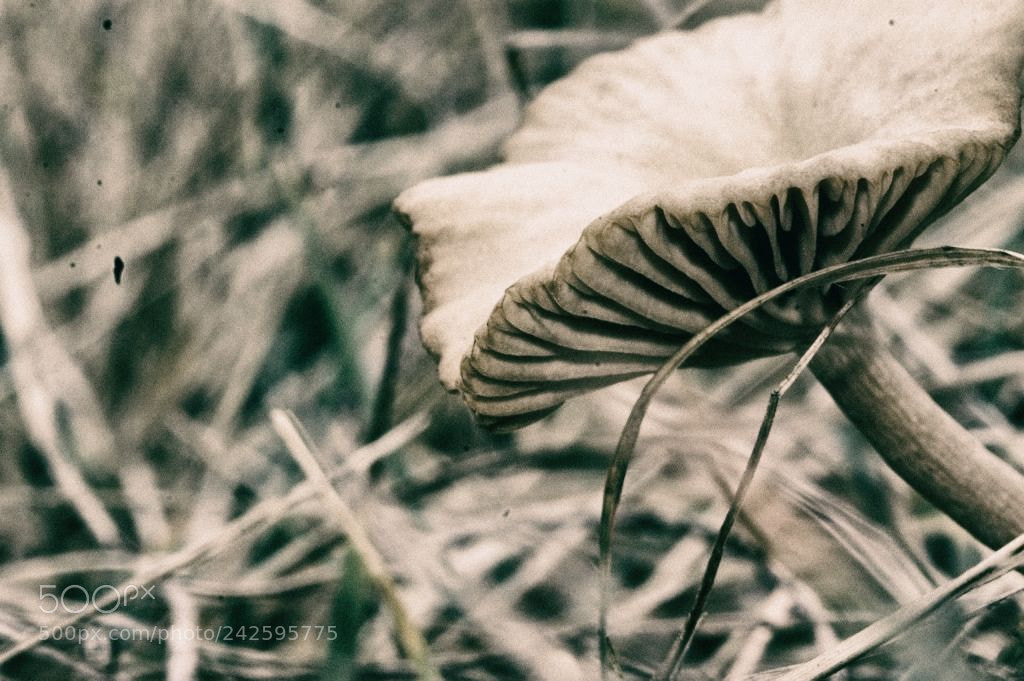 Canon EOS 1100D (EOS Rebel T3 / EOS Kiss X50) sample photo. Magic mushroom pt.iii photography