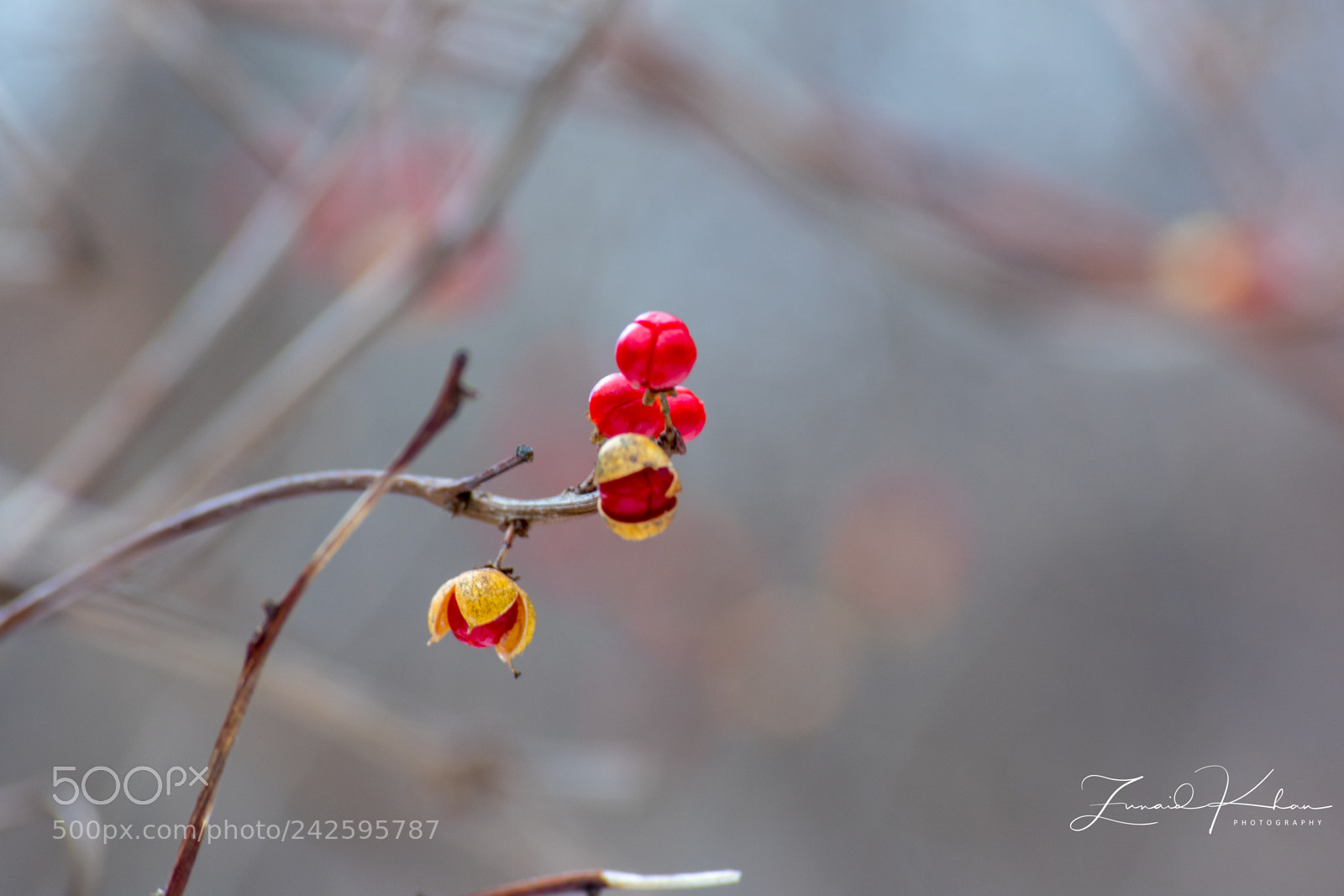 Nikon D3400 sample photo. Berries photography