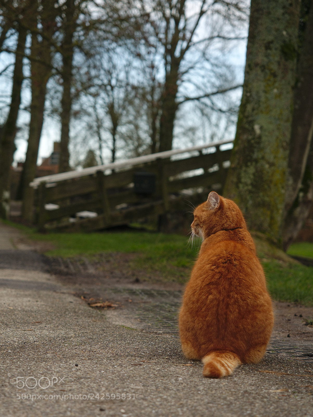Panasonic Lumix DMC-G85 (Lumix DMC-G80) sample photo. Garfield photography