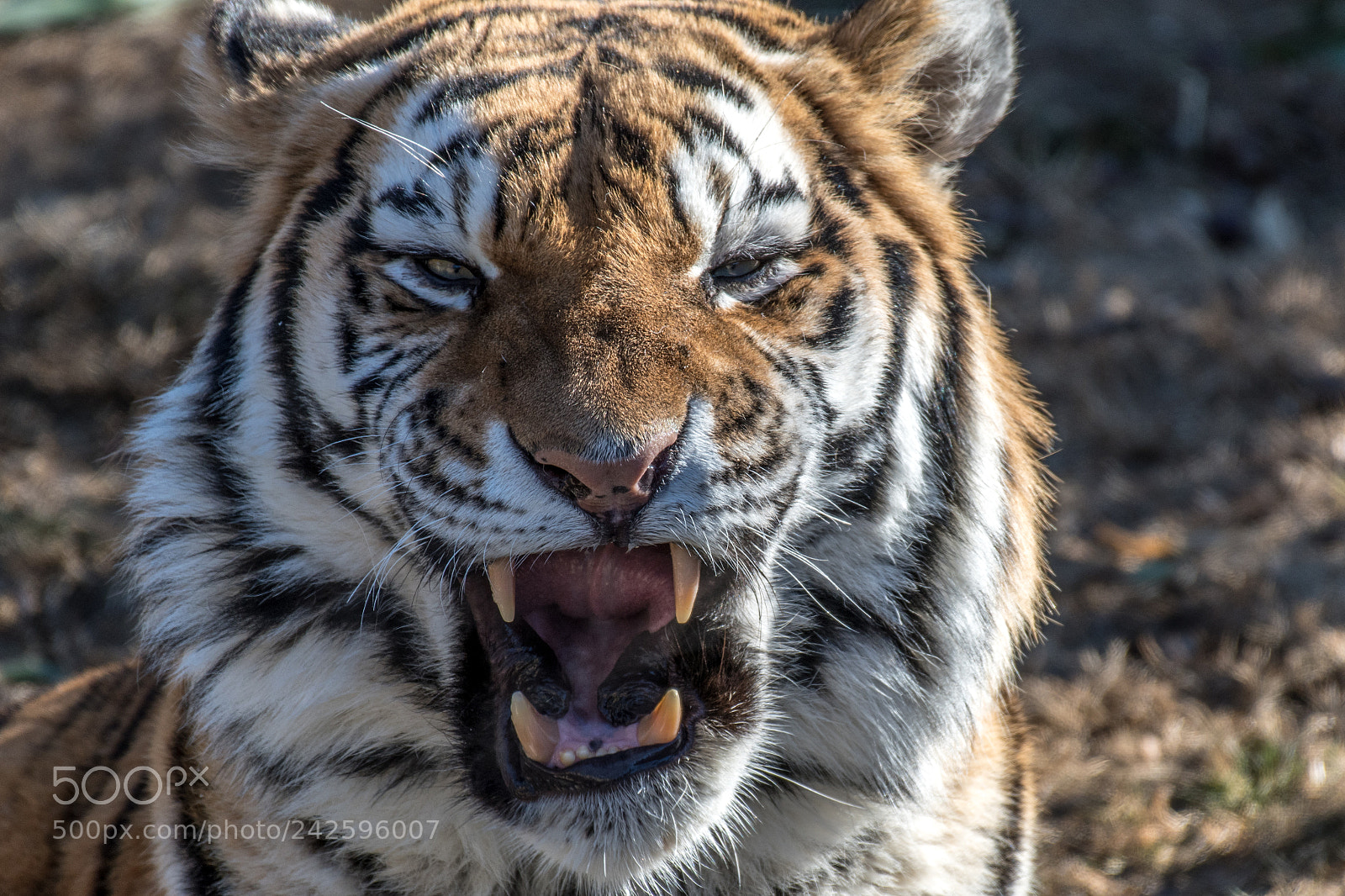 Nikon D7500 sample photo. A yawn or a photography