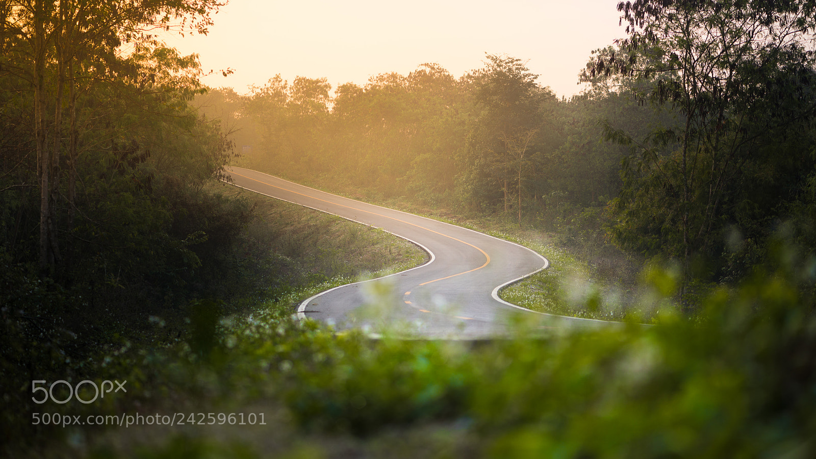 Nikon D610 sample photo. Road to the light photography