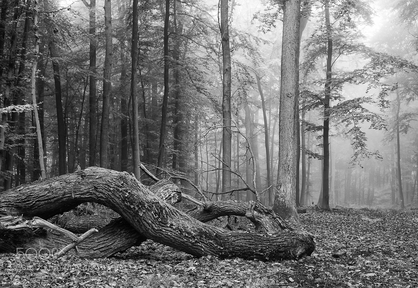 Fujifilm X-T20 sample photo. Tree trunk photography