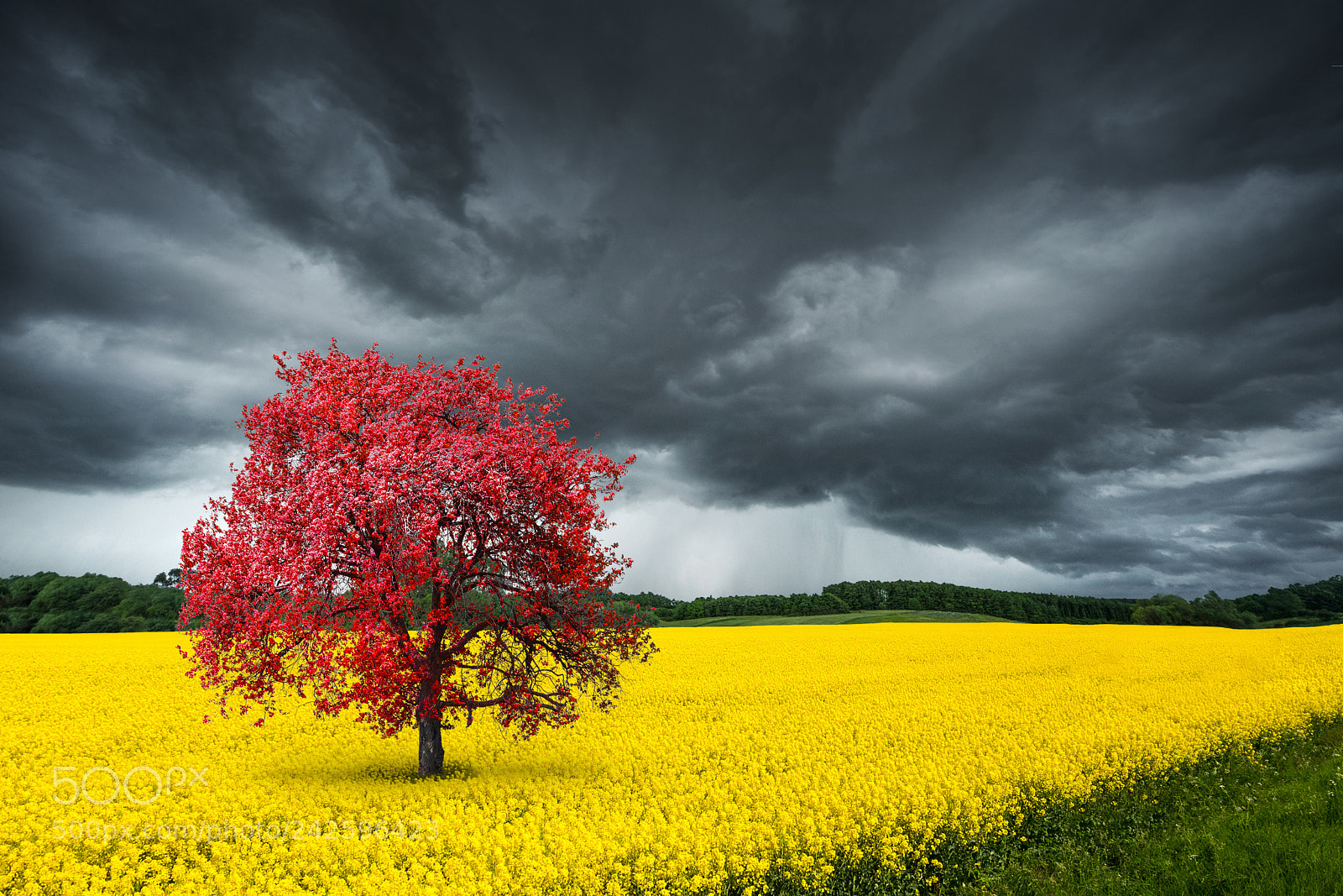 Nikon D810 sample photo. Field of rapeseeds over photography