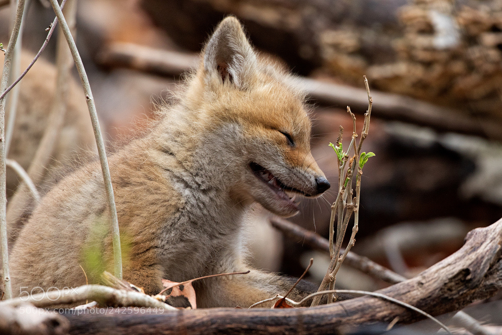Canon EOS 7D Mark II sample photo. Fox cub chuckle photography