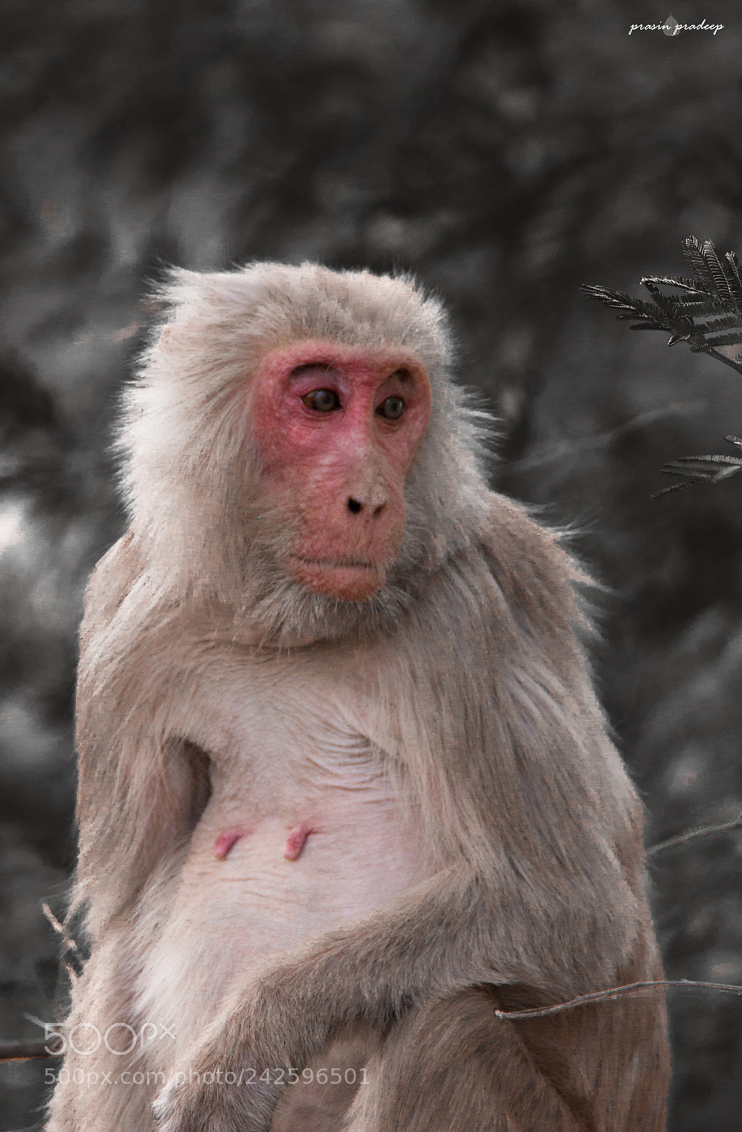 Canon EOS 700D (EOS Rebel T5i / EOS Kiss X7i) sample photo. Rhesus monkey photography