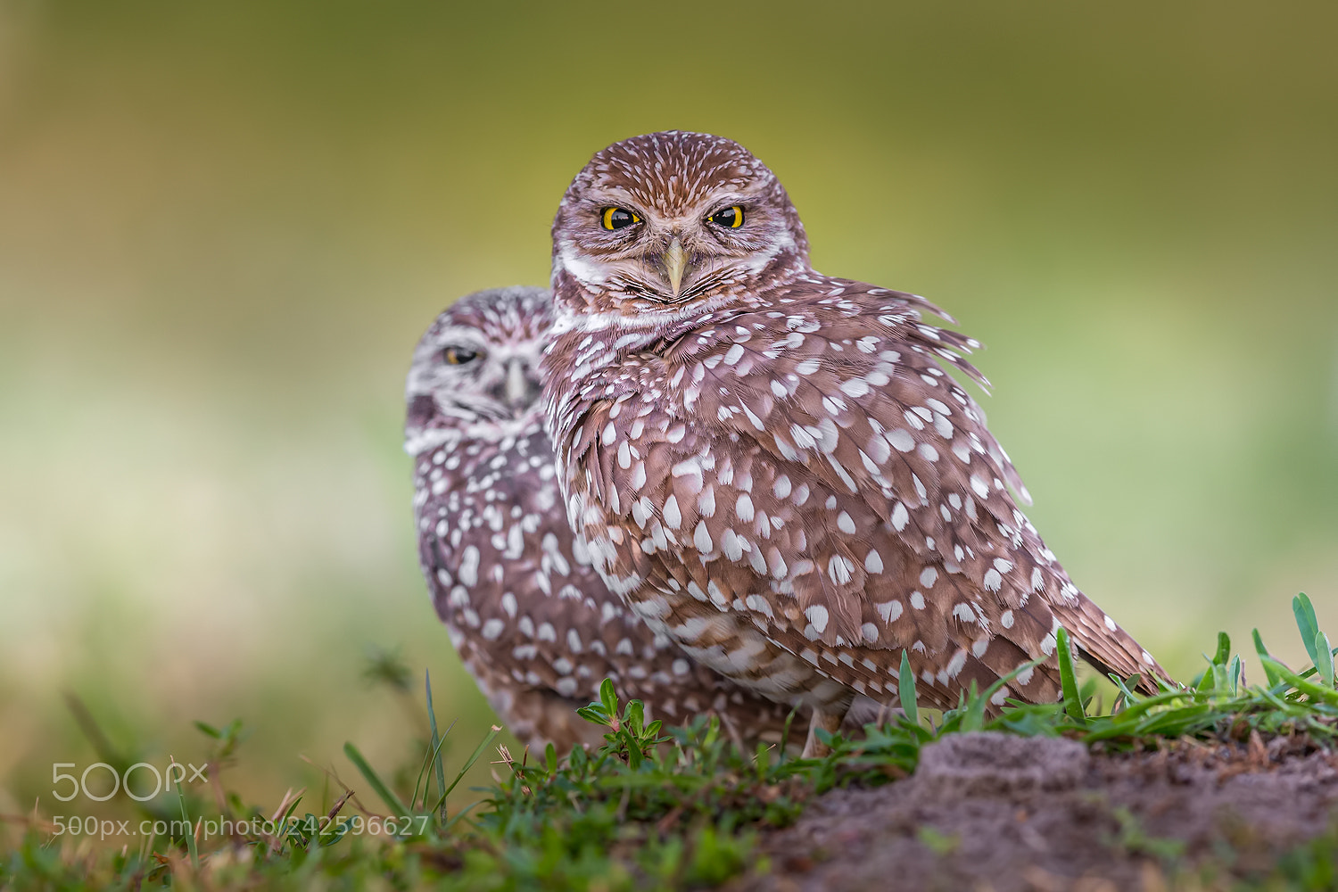 Canon EOS-1D X sample photo. Burrowing owls photography