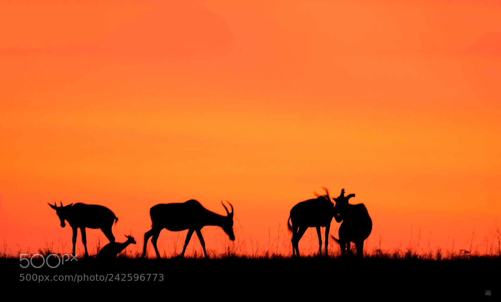 Nikon D7200 sample photo. Mara magic / sunset photography