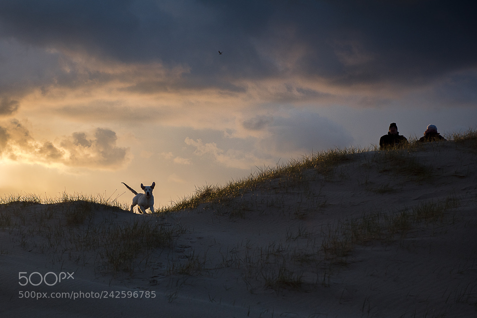 Nikon D810 sample photo. The dog photography