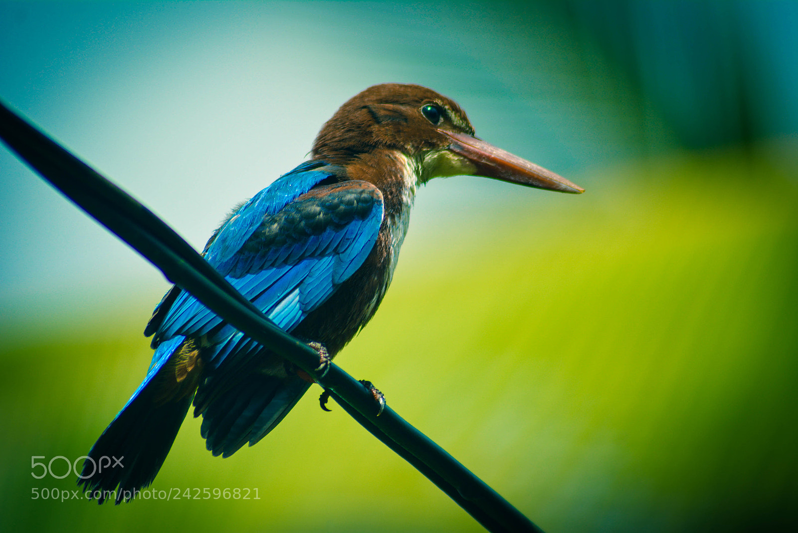 Nikon D7100 sample photo. _n2n4710-2.jpg photography