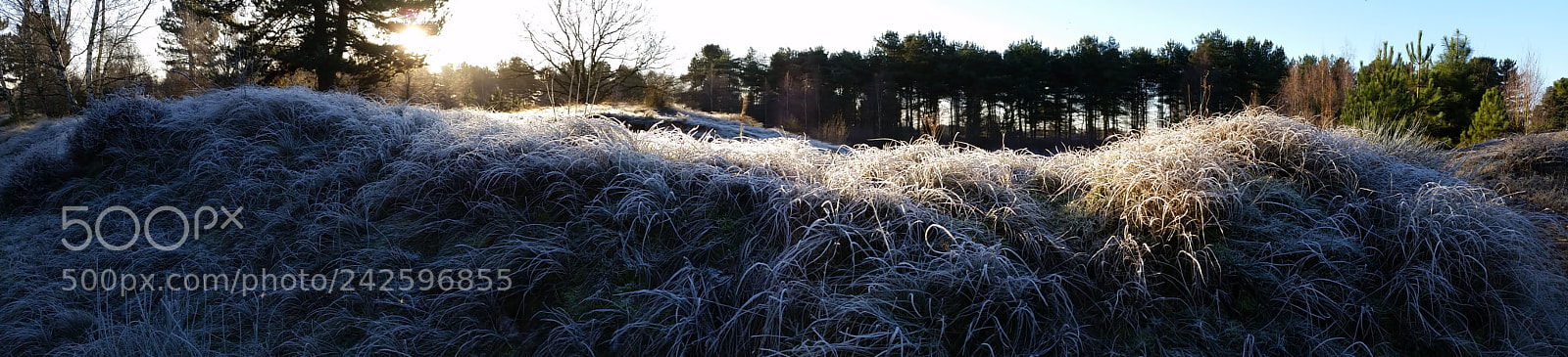 Samsung Galaxy S5 sample photo. Frosty morning 01 photography
