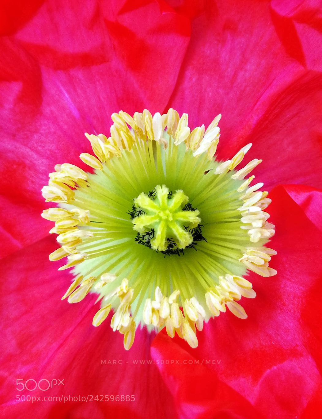 HUAWEI Honor 8 sample photo. Crumpled beauty photography