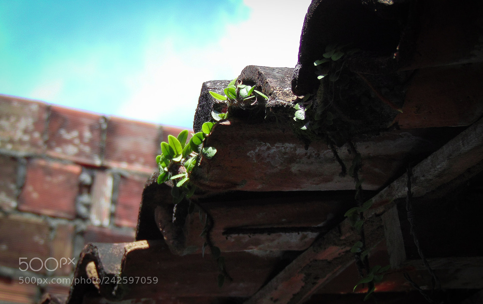 Sony Cyber-shot DSC-H300 sample photo. House background photography