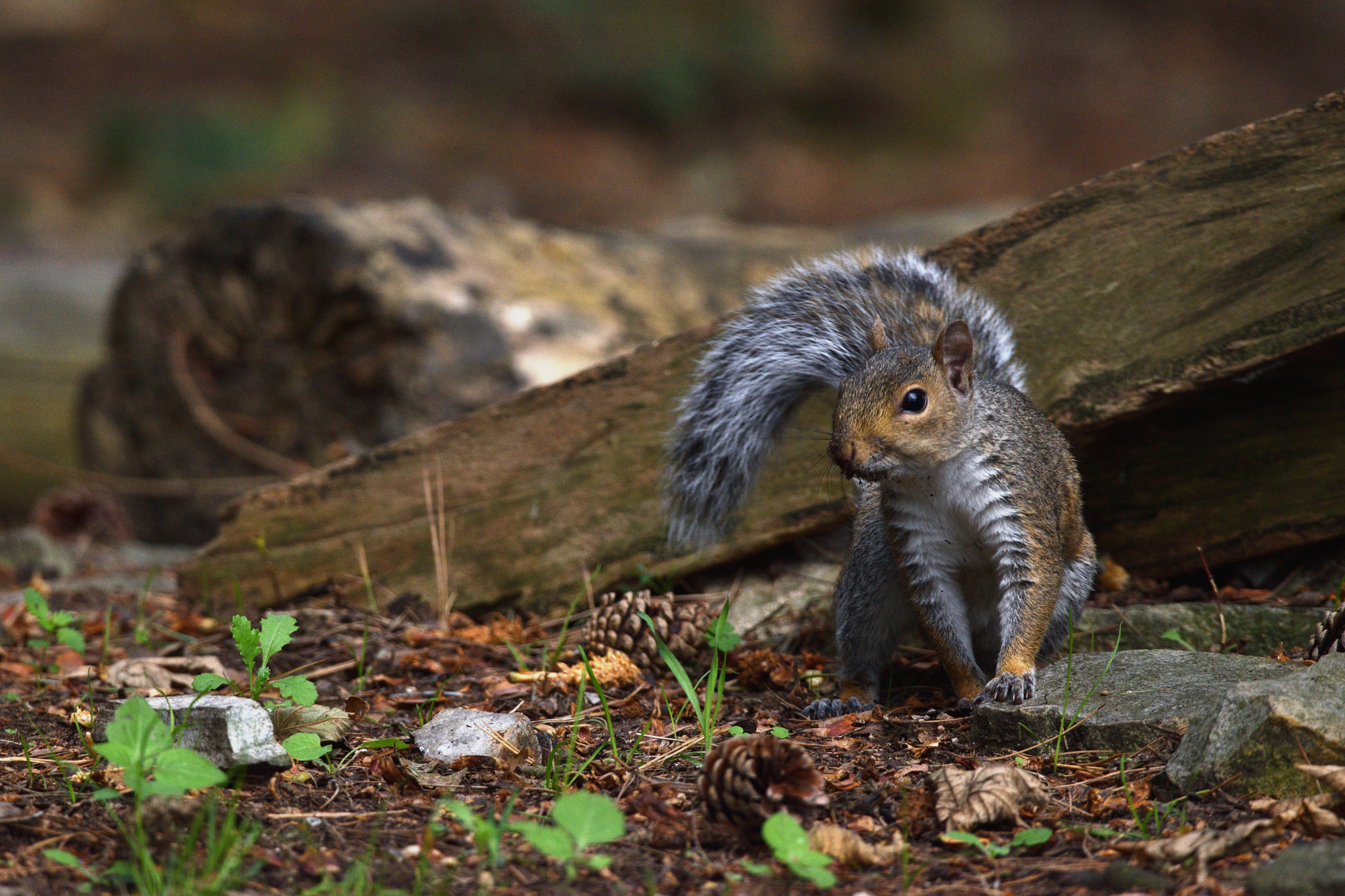 Nikon D5500 + Sigma 150-600mm F5-6.3 DG OS HSM | C sample photo. Grey squirrel photography